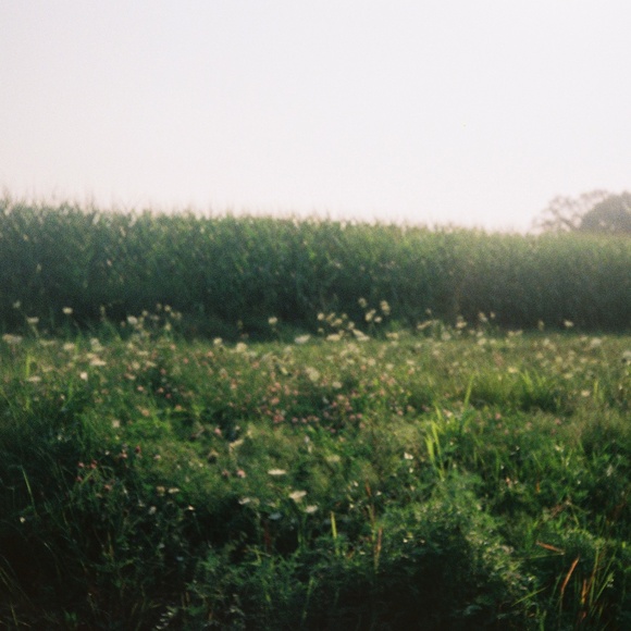 Meet your Posher, Kale - Picture 1 of 1